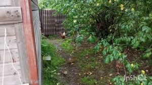 ЖИВЁМ У ДОЧЕРИ В ДЕРЕВНЕ.ХОЗЯЙСТВО 😄