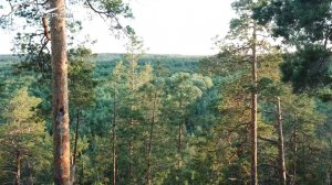 Планы на осенний сезон: сколько леса высадят в Самарской области