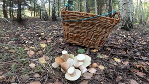 СБОР БЕЛЫХ ГРИБОВ 1 СЕНТЯБРЯ
