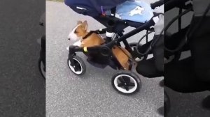 Собакену надоело ходить,и он благоразумно решил проехаться 🐕🥰👌👏👍