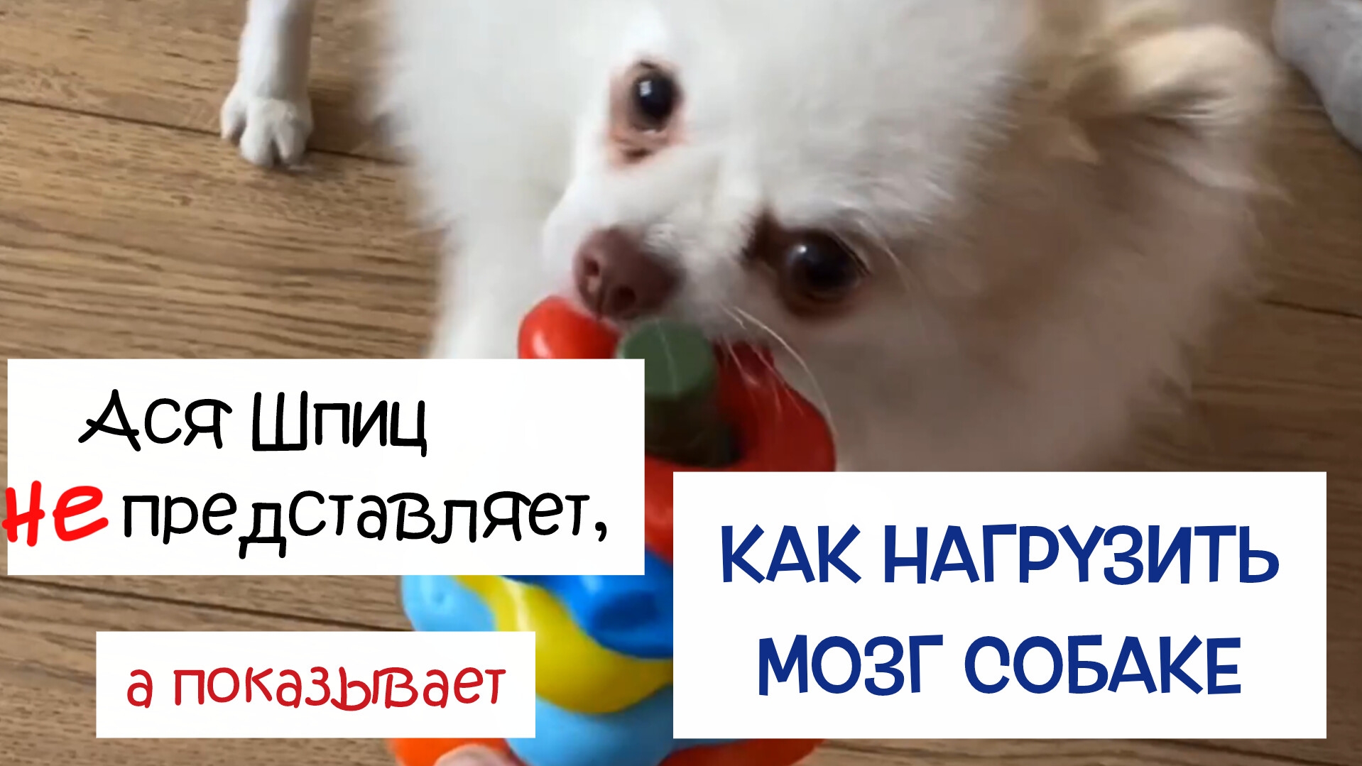 Как нагрузить мозг собаке. Шпиц собирает пирамидку смотреть онлайн
