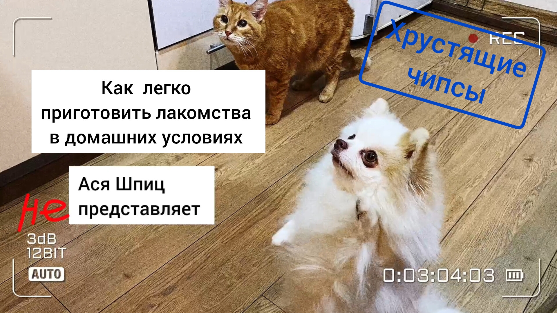 Чем кормить шпица? Натуральные вкусняшки для собаки приготовить дома легко смотреть онлайн