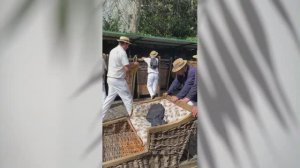 С горы Монти на повозках .Фуншал. Мадейра