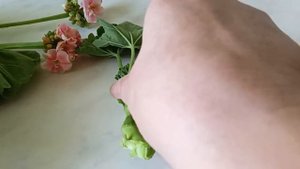 Сентябрь хорошее время для обрезки и укоренения черенков Пеларгонии Герани