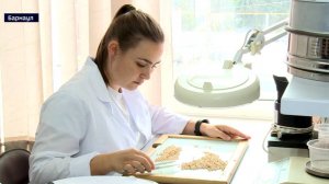 ТВ: Высокие потребительские свойства алтайской пшеницы нового подтверждают специалисты ЦОК АПК в пер