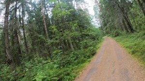 Прогулка в лесу. Ширам, лето 2025.