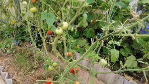 Вернулись из отпуска, как изменились наши цветы, собираю урожай 🍅😉