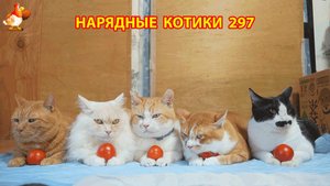Нарядные Котики расслабляются на солнышке 🌞 🐈🐈🐈 (297)