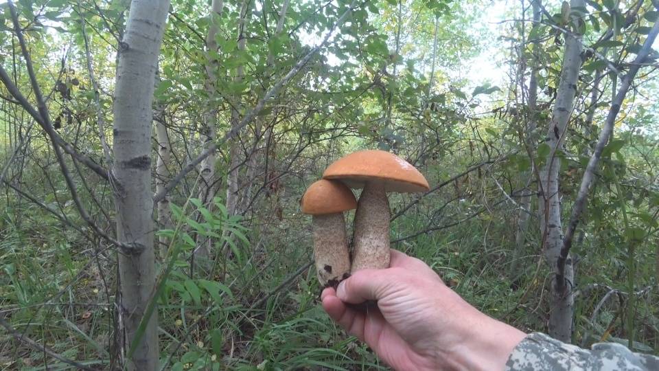 Грибы в сентябре 2025 год. смотреть онлайн