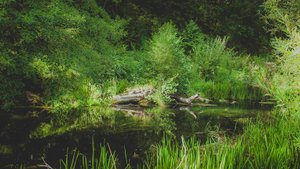 Поход студии "Ты особенный" на реку  Вашана 2024