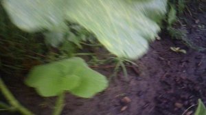 Обзор: "Несмотря на осень, пору увядания, тыква продолжает завязывать новые плоды."