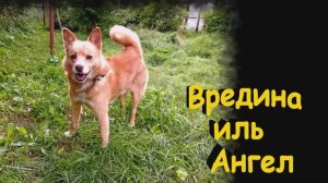 ВРЕДИНА иль АНГЕЛ...