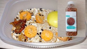 Жук-знахарь: идеальный корм для муравьев и домашний питомец