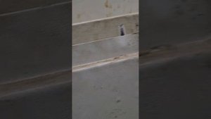 Четырехсторонний станок Griggio G/220 6