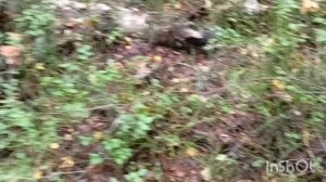 За грибами.