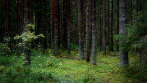 "ЛЕС и МОНАСТЫРЬ"... (Фото Сергея ОГАРКОВА (Коряжма), музыка Абеля КОРЖЕНЁВСКОГО (Польша)