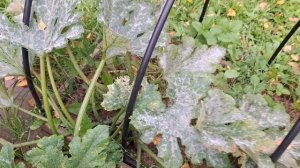 Встретили собачку на пруду. Грибы. Кошу и надеюсь, что последний раз в этом году