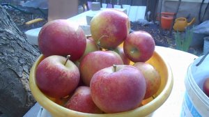 КАЛЕЙДОСКОП СОБЫТИЙ ДАЧА 28-29.08.25г