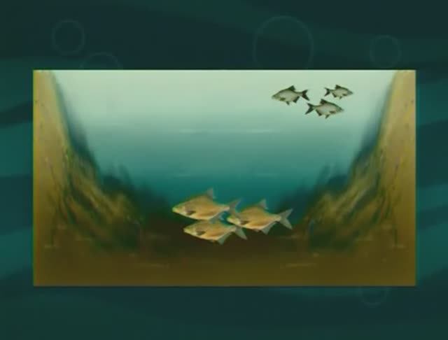 Как и почему зимой поведение крупного Леща — Abramis brama отличается от поведения Подлещика ?