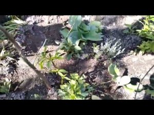 ЕЙСК. ДАЧИ ВЕЧЕРОМ ПРИХОДИЛ ЮРА. Урожай улиток. ВСХОДЯТ почвопокровники. Искупала ТАЙСОНА...