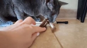 тот самый кошак да ты надоело отстань от меня