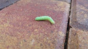 Гусля ползёт