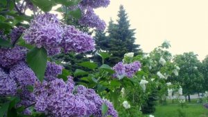 Ирина Круг - Не жалею