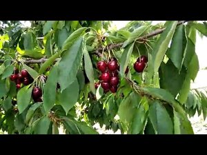 Ещё раз о планах, на будущее.