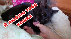 Душевные стихи про кошек. Я люблю тебя, кошка.