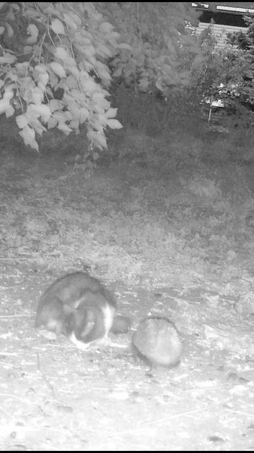 Котоеж смотреть онлайн