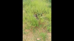 прогулка со стичем