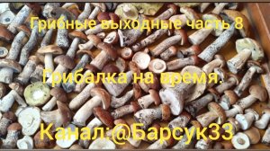 Грибные выходные ( часть 8) грибалка на время.