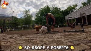 Содержание кур в домашних условиях и других птиц во дворе у Роберта 🐣🐤🦆🐔🪿🦃 (200)