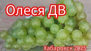 Дальневосточный сорт винограда Олеся Дальневосточная