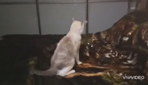 БОИ БЕЗ ПРАВИЛ! Мои кошки