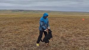 18_наши собаки