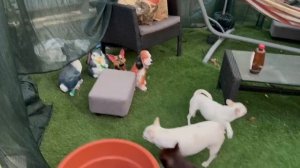 Жду сюрприз.