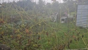 Что будет, если не обрабатывать виноградник от милдью. Соседские угрозы.