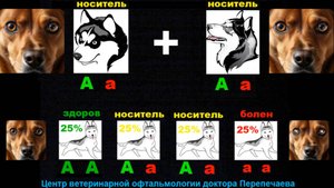 Наследование катаракты у собак. Генетические законы просто и понятно.