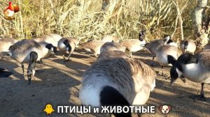 Видео про животных и птиц для души (85)