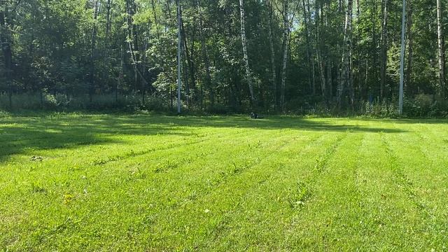 ВЕО Валентлайф Шерритэ Шанз Элизе 14 мес. - ОКД. Место на выставке. 08_2025г.