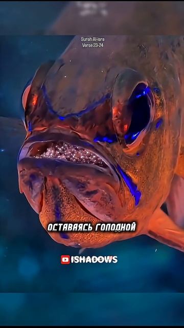 Удивительное Творение Аллаха #shotrs