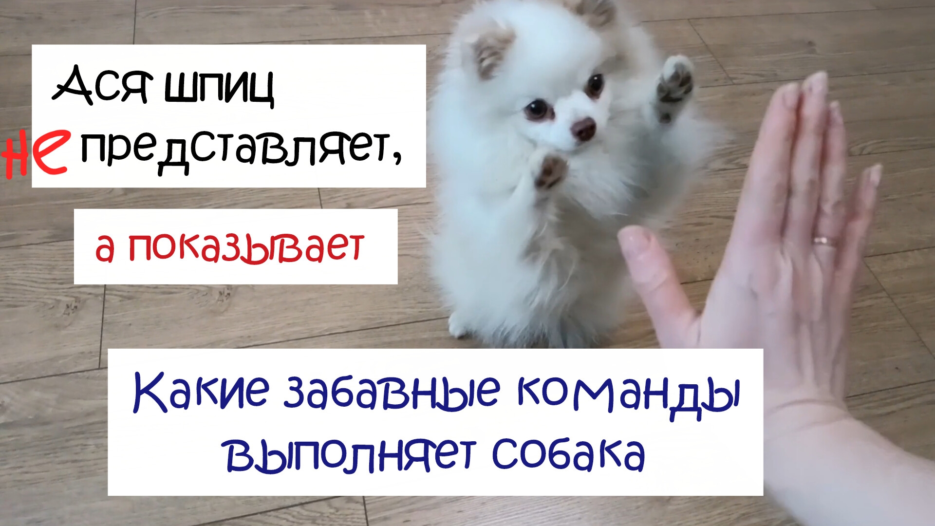 Какие забавные команды выполняет собака смотреть онлайн