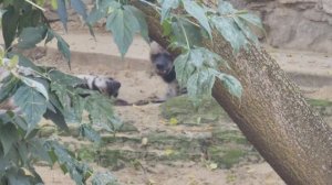 Гиены нежатся