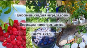 03-09-2025Тернослива- сладкая награда осени.Пересадка комнатных цветов.Работа в саду.