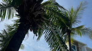 Отель Twin Palms Resort 3* Паттайя