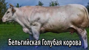 Бельгийская Голубая домашняя корова
