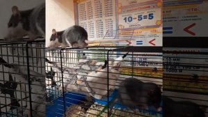 Крысы Лари и Чип на прогулке