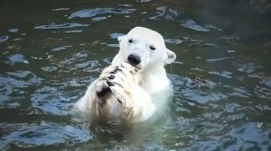 В бассейне у Белки и Стрелки плавают шары, конусы и даже вкусняшки.