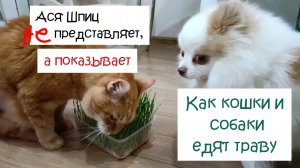 Как кошки и собаки едят траву
